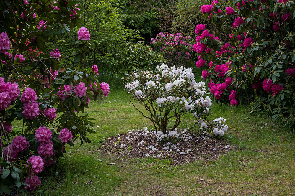 Furzey Gardens New Forest Pink, White and Green